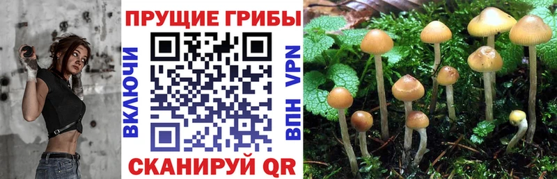 Галлюциногенные грибы GOLDEN TEACHER  закладка  кракен сайт  Кириши 